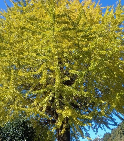 第３６回「五明収穫祭」